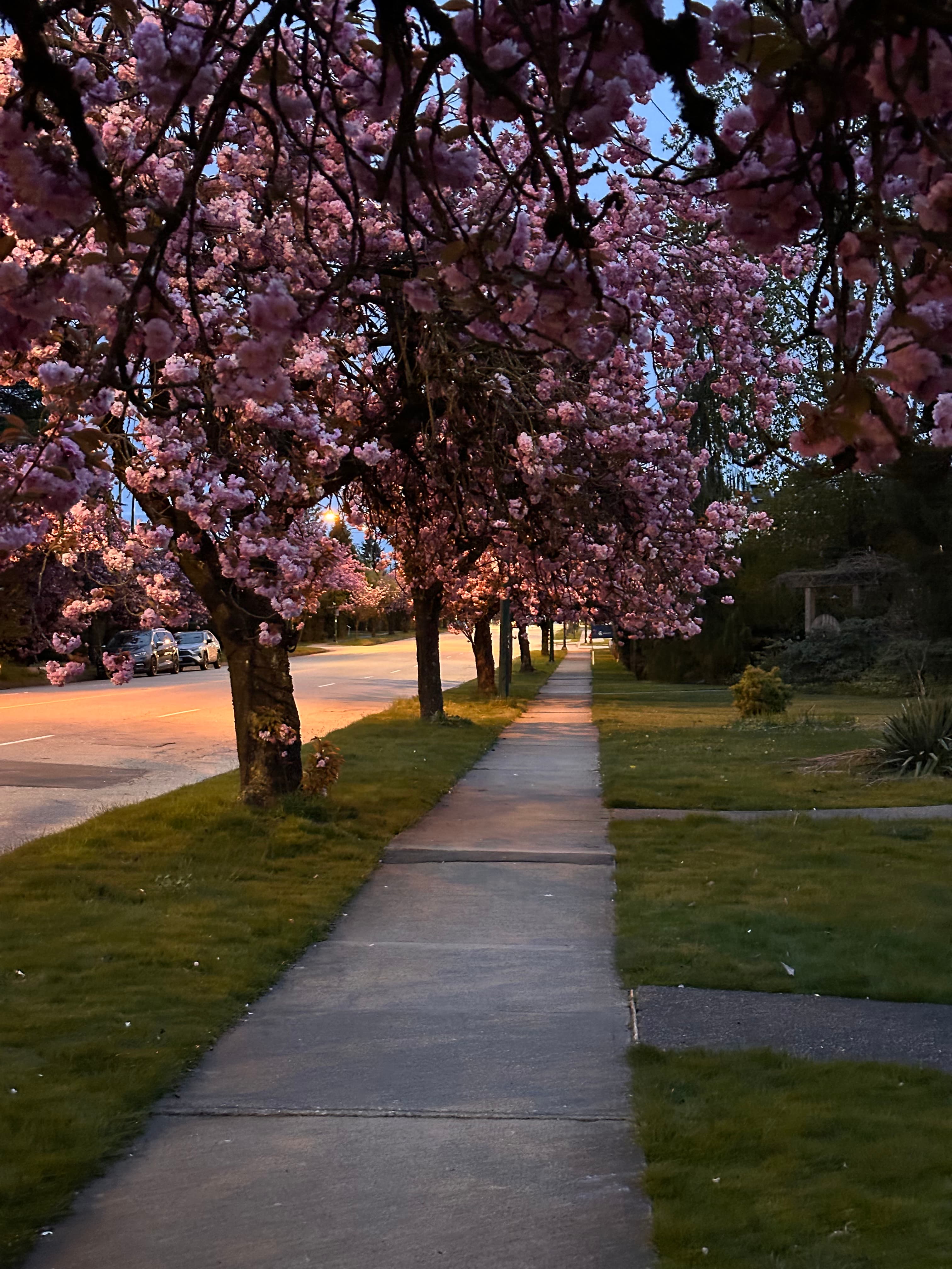 Cherry blossoms walk
