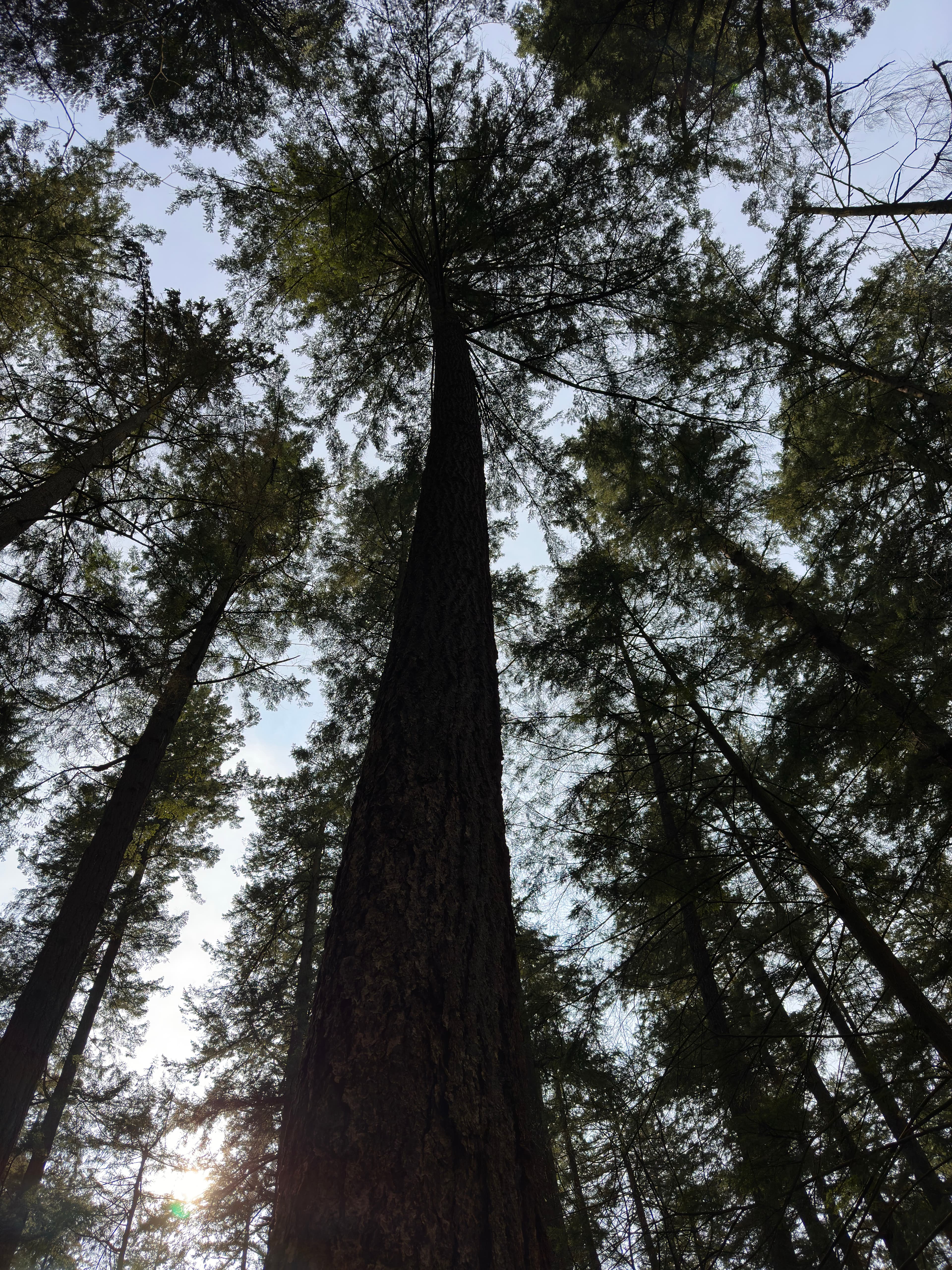 Looking up at trees